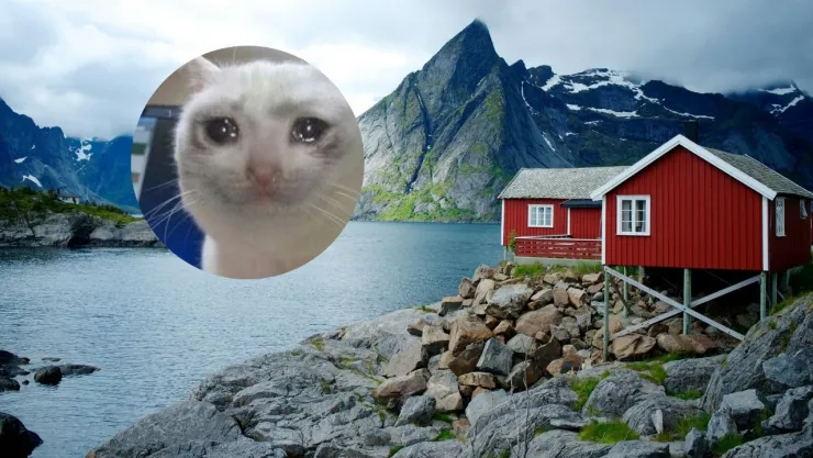 gatos-noruega-sbalvard