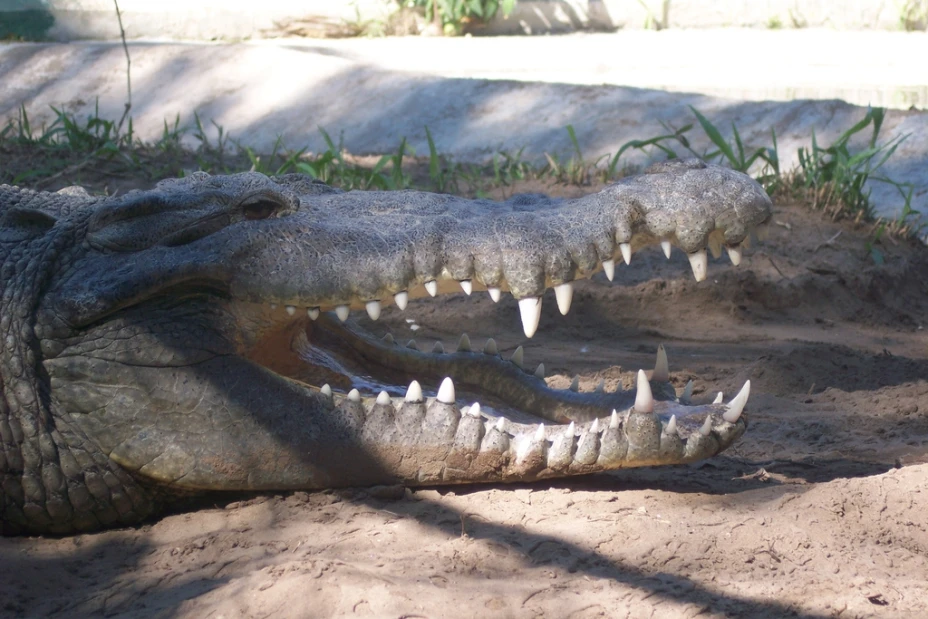 Adolescente desafía a cocodrilos en zoológico de Nuevo León (VIDEO)