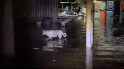 Sisal bajo el agua ante paso del huracán Milton; hay perros atrapados por inundaciones 1.jpg