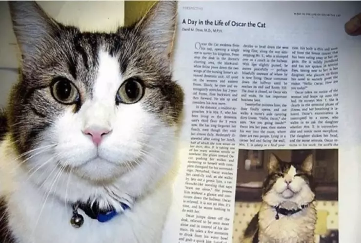 Un gatito predice las muertes