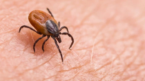 Muere niña tras mordedura de garrapata en Nuevo León