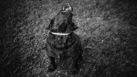 ¡Asesino queda en libertad! Hombre mató a balazos a perrito en la CDMX y fue liberado por juez