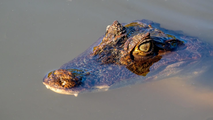 Cocodrilo ataca a niño que pescaba en Compostela, Nayarit
