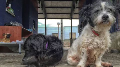 Albergue Pergatuzoo denuncia extorsión y amenazas