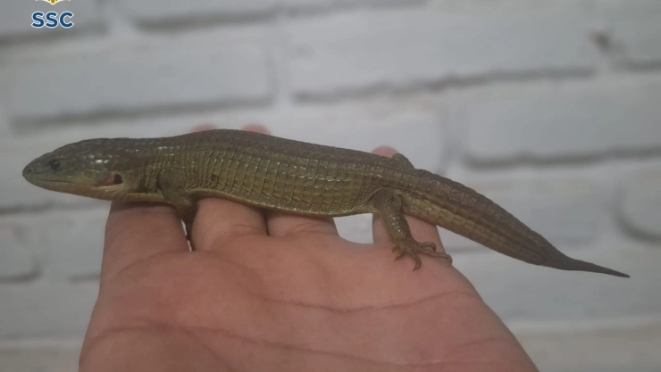 Lagartija provoca movilización en el Metro CDMX: Pensaron que era un reptil grande