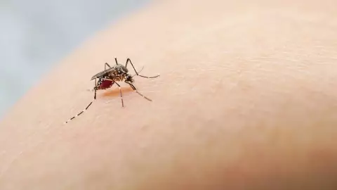 El mosquito Aedes aegypti que transmite la enfermedad del virus