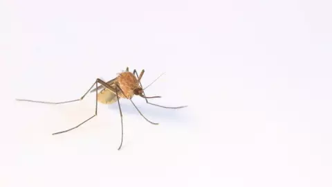 ¡Con razón! Este tipo de sangre atrae más a los mosquitos