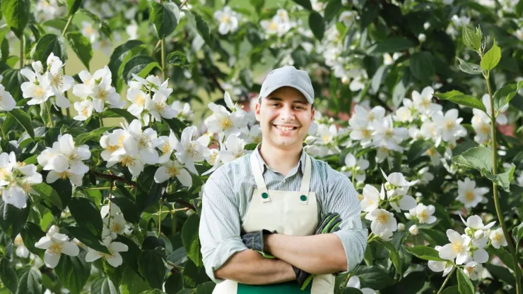 Cuál es el mejor lugar para poner el jazmín estrella, la planta trepadora que mejor decora y perfume el jardín