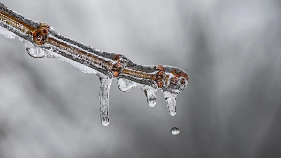 cabañuelas 2024 para qué sirven