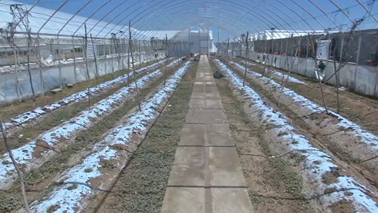 afectaciones granizada SLP