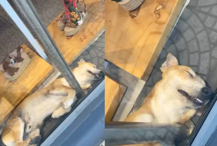 Perrito dormido en tienda.