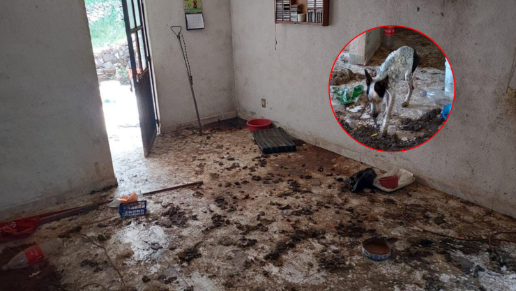 rescatan 17 perritos en san juan del rio