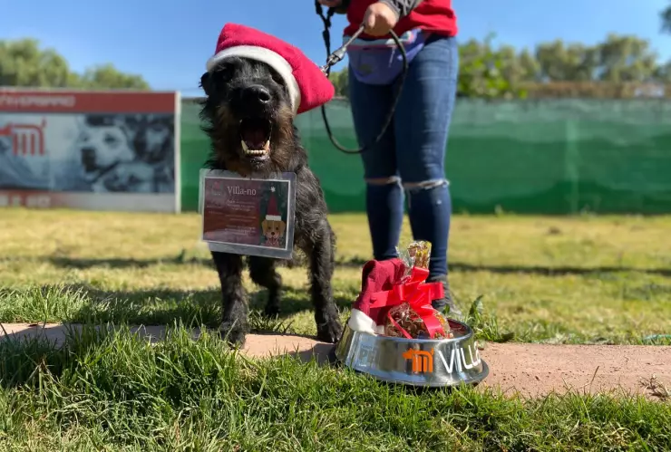 Los lomitos rescatados del Metro CDMX
