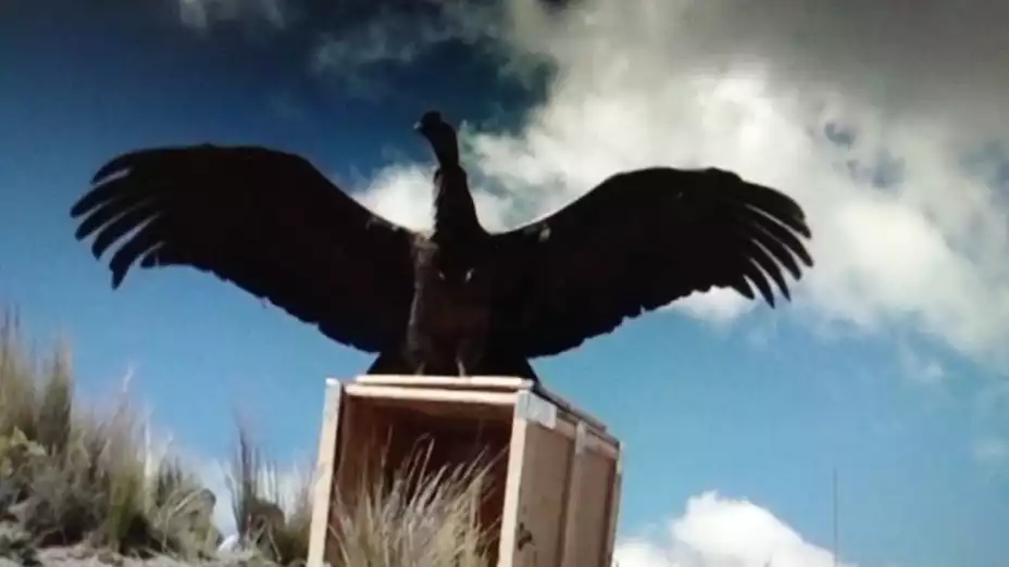Cóndor andino fue liberado en las montañas de Bolivia