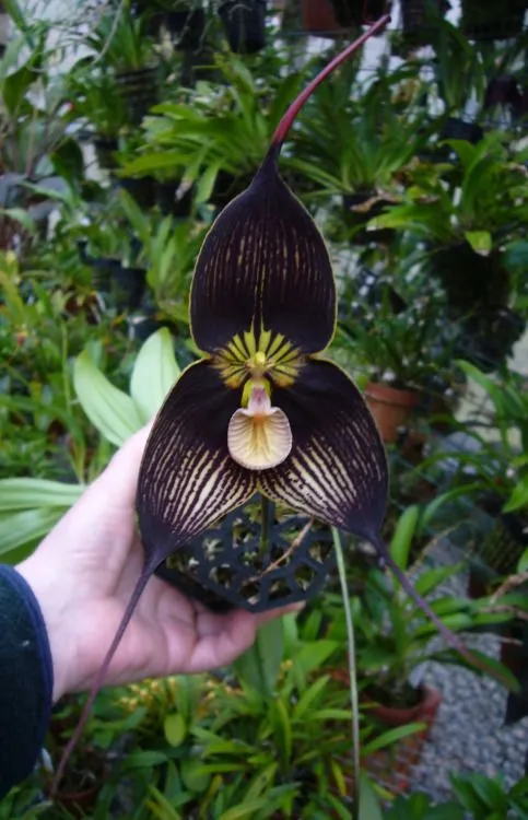 Planta oliendo casa a cítricos