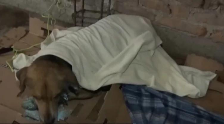 gusano-barrenador-en-veracruz-detectan-casos-en-perros-san-andres-tenejapan-y-piden-ayuda-urgente