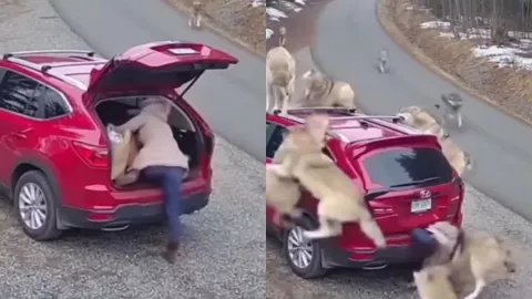 VIDEO | Mujer es atacada por una manada de lobos e intentan arrancarle una de sus piernas