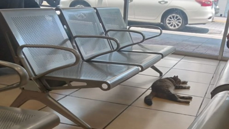 Ricardo B. Salinas Pliego defendi&oacute; a gatito que se resguard&oacute; del calor en un Elektra de Veracruz: “Si da&ntilde;a algo, lo pago yo”