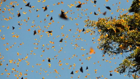 Video: cientos de mariposas amarillas llenan el cielo de Baja California Sur