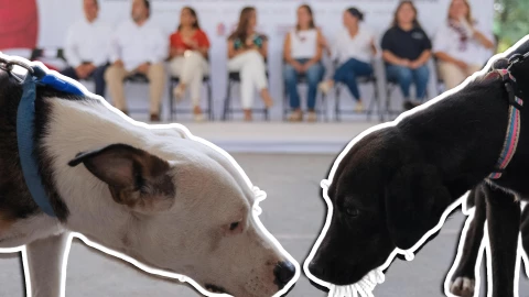 Lanzan Caravanas de Bienestar Animal en Quintana Roo; habrá esterilizaciones y kits.jpg