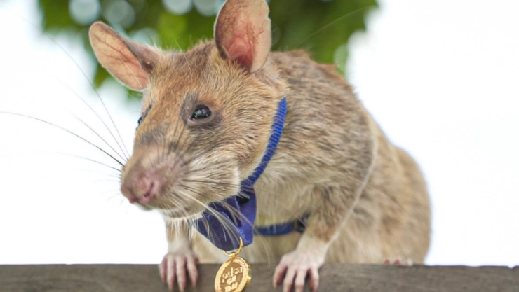 magawa rata murio camboya