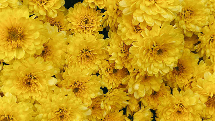 Por qué se regalan flores amarillas HOY 21 de septiembre.