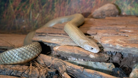 Foto de serpiente marrón.