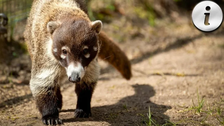 El coatí y sus secretos cómo vive, qué come y por qué es tan particular.jpg