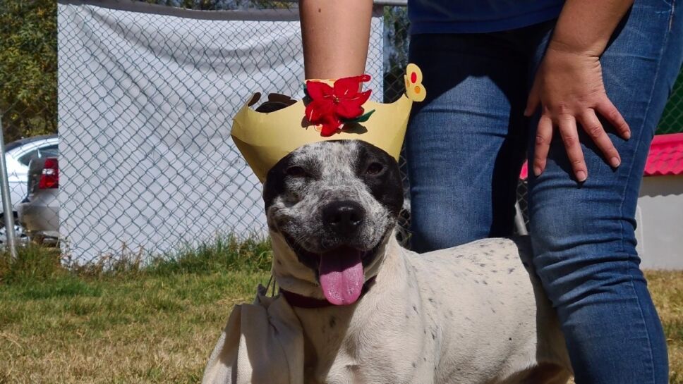 Perros reyes magos