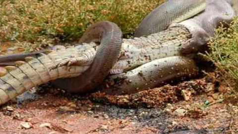 Pitón engulle a caimán