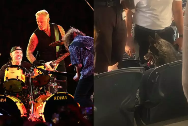 Perrita viendo Metallica