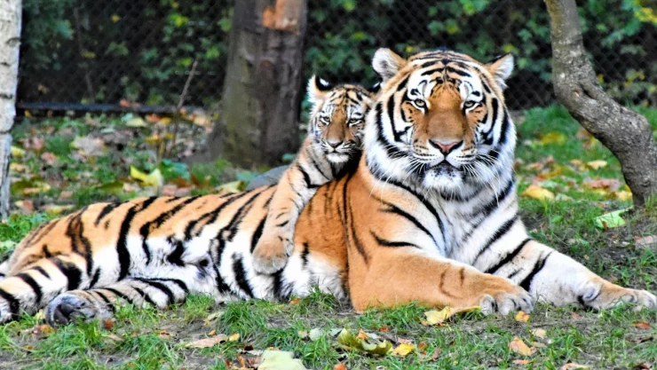 ¿Por qué decomisaron 7 tigres en Nevada, Estados Unidos?