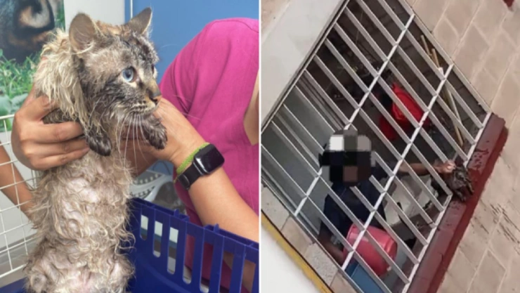 adolescente golpeando a gatito en la benito juarez cdmx