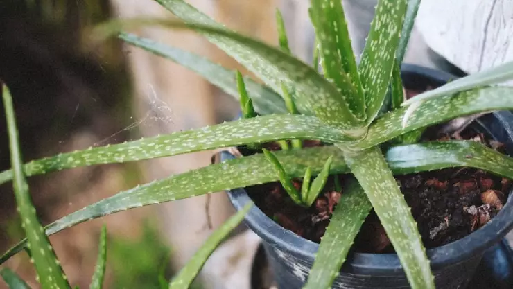 ¿La tienes en casa? Esta planta ayuda en el control del estreñimiento