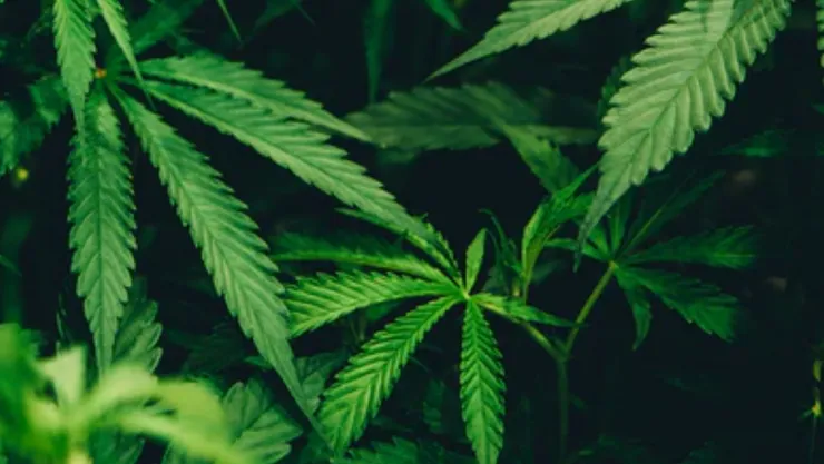 Cannabis