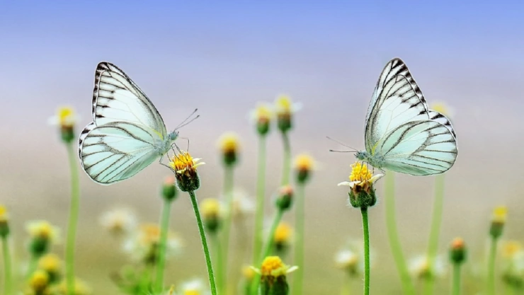 cuando inicia primavera en mexico 2023