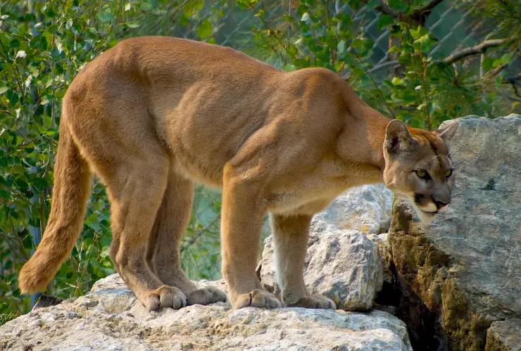 Puma ataca a menor de 4 años en Estados Unidos.jpg