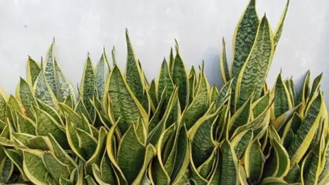 La lengua de suegra y sus propiedades medicinales