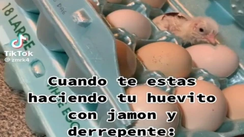 Aparece pollito en cartón de huevos