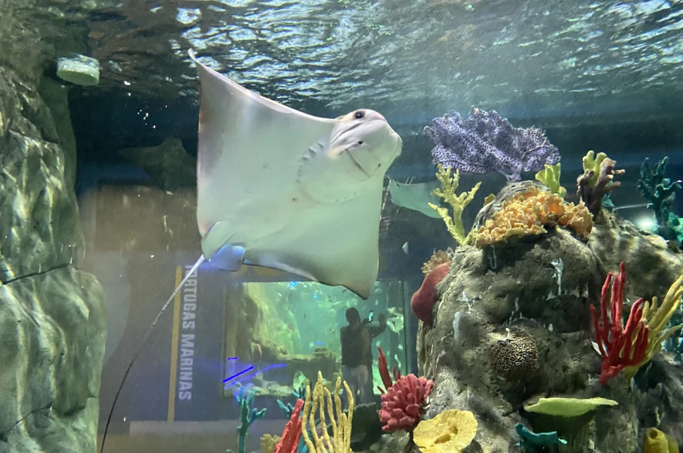 Acuario Michin: cuál es el precio de la entrada y dónde se encuentra