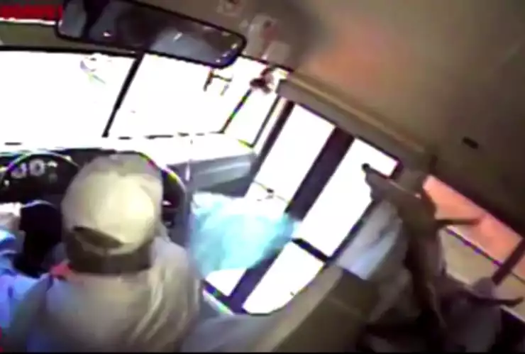 ciervo-autobús-estudiante