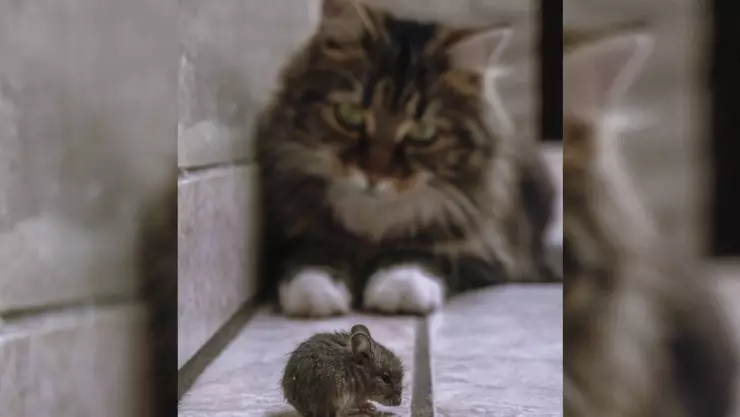 gatos ratas california.jpg