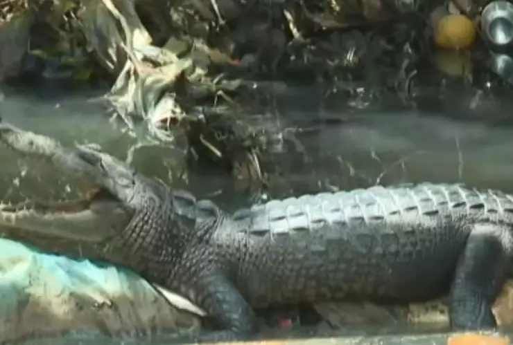 cocodrilos en Veracruz