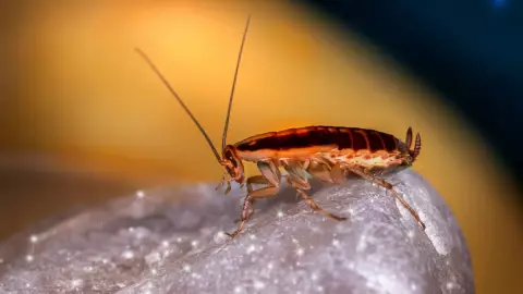 Alertan por la existencia de la _Supercucaracha_ en México; 5 veces más resistente a los insecticidas (