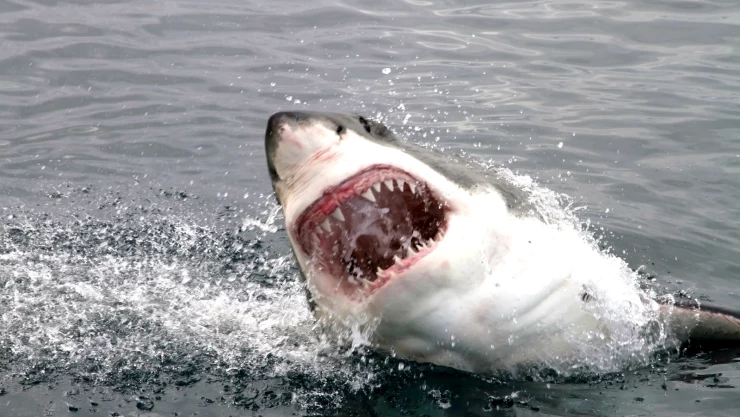 tiburon blanco california