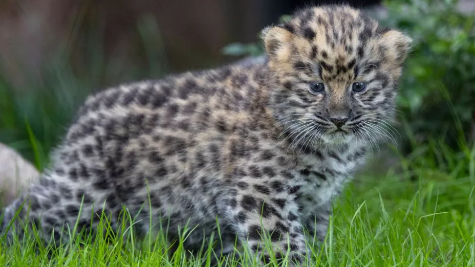 Nacimiento de gemelos leopardos en el Zoológico de San Diego
