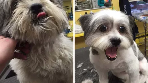 Perritos, refugio, pelo b.jpg