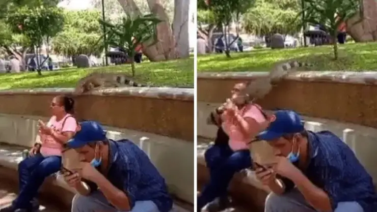 Video_ ¡Tremendo susto! Reptil salta sobre una señora para robarle su comida