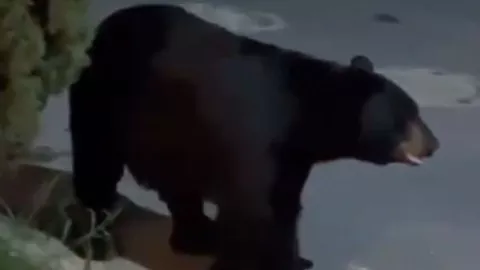 Oso negro en colonia de Monterrey