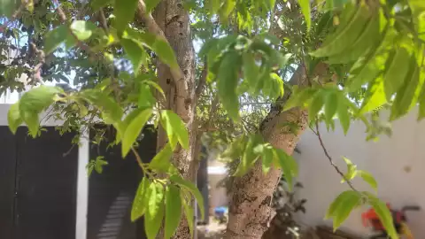 arboles plantar yucatan calor